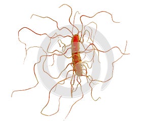 Clostridium difficile bacteria