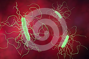 Clostridium difficile bacteria photo