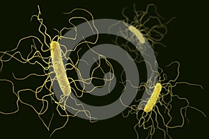 Clostridium difficile bacteria photo