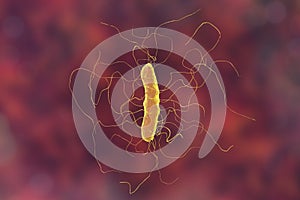 Clostridium difficile bacterium photo