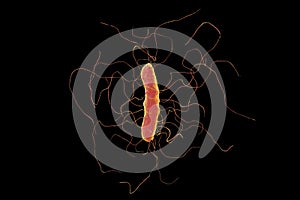 Clostridium difficile bacterium