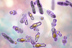Clostridium perfringens bacteria photo
