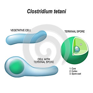 Clostridium tetani. Anatomy of the cell with terminal spore, and vegetative cell