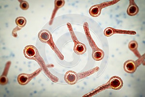 Clostridium tetani bacteria photo