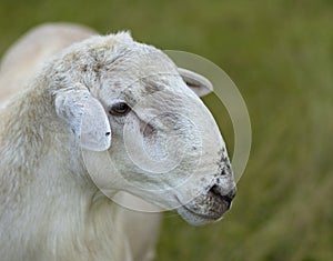 Closue up of a Katahdin sheep male