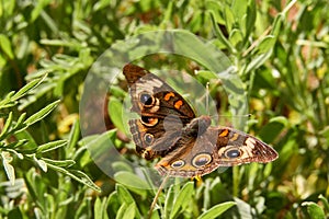 Closup of Common Buckeye Butterfly Junonia coenia with worn wings. Texas