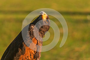 Closup of Falcon in the sunset