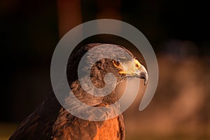 Closup of Falcon in the sunset