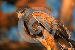 Closup of Falcon in the sunset