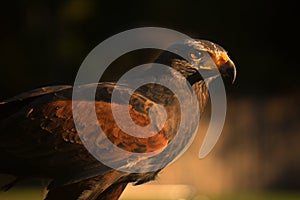 Closup of Falcon in the sunset