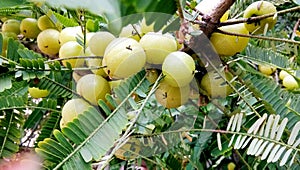 Closup of Indian Gooseberries or Amla fruit on tree with green leaf