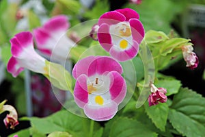 Closup of open pink and white Wishbone flower blossoms