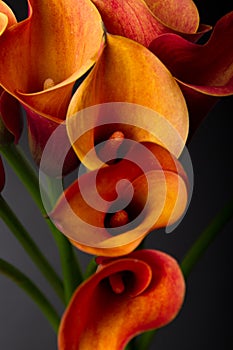 Closup of Orange Calla lilies over black