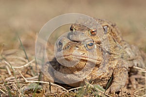 Closup of a pair of toads (Bufo bufo)
