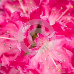 Closup from a pink Rhododendron Blossom with Pistil, Macro Details