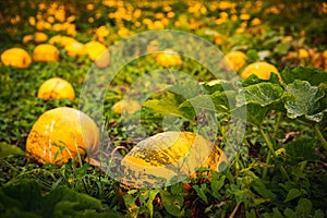 Closup of pumpkins on a field . Agriculture background