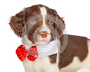 Closup Puppy Wearing Red Christmas Tie