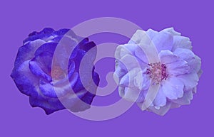 Closup, Set of blue and white roses blossom blooming isolated on violet background for stock photo or advertising product,
