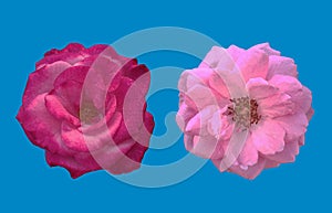 Closup, Set of pastel and red roses blossom blooming isolated on pure cyan background for stock photo or advertising product,