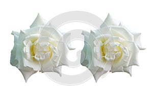 Closup, Set two white roses blossom blooming isolated on white background for stock photo or advertising product, beautiful