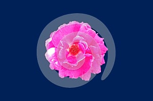 Closup, Single pure magenta roses blossom blooming isolated on blue background for stock photo or advertising product, beauttiful