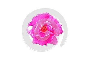 Closup, Single pure magenta roses blossom blooming isolated on white background for stock photo or advertising product, beauttiful