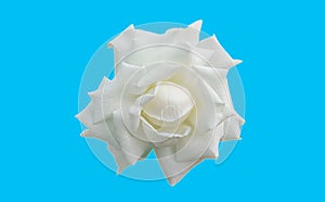 Closup, Single white roses blossom blooming isolated on light cyan background for stock photo or advertising product, beauttiful