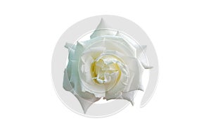 Closup, Single white roses blossom blooming isolated on white background for stock photo or advertising product, beauttiful