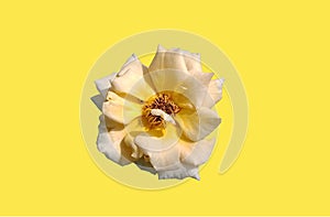 Closup, Single white yellow roses blossom blooming isolated on pure yellow background for stock photo or advertising product,