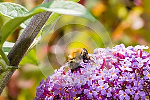 Closup of wild bee fedding at buddleja davidii butterfly bush flowers. Shallow depth of field.