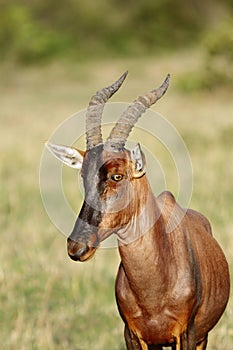 Closure look at a beautful Topi antelope