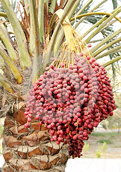 Closure look of the bunch of dates