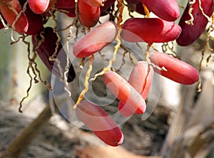 Closure look of red kimri dates