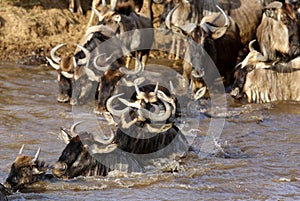 Closure look Wildebeest crossing Mara river