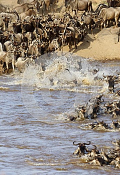 Closure look Wildebeest crossing Mara river