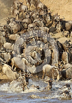 Closure look Wildebeest crossing Mara river