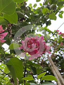 The closure view of the beautiful flower