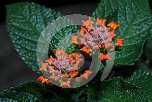 Cloth of Gold Flowers Lantana camara Verbenaceae photo