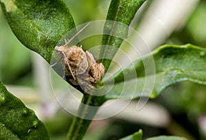 Clothes moth insect resting on a plant branch