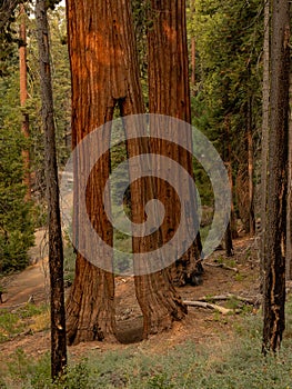 Clothes Pin Tree In Mariposa Grove