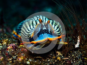 Clothes of sand. Nudibranch. Armina semperi