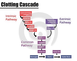 The Clotting Cascade Labeled Diagram. photo