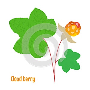 Cloud berry. Isolated wild berries on white background