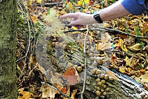 Release of puffball fungi spores with tap from hand photo