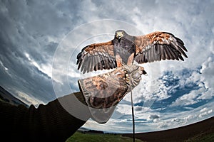 Cloud and dark sky with a bird of prey falconer glove