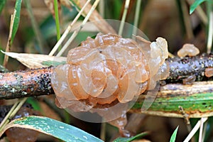 Cloud ear fungus