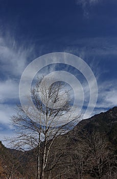 Cloud emitting trees