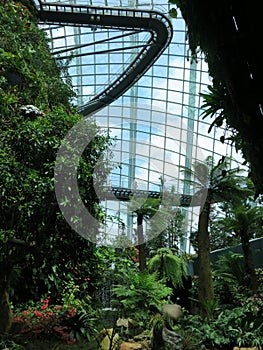 Cloud Forest