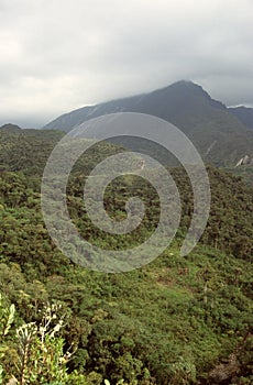 cloud forest Abra Patrica Peru, regenwoud Abra Patrica Peru photo