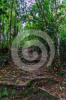 Cloud Forest, Bellavista Reserve near Mindo